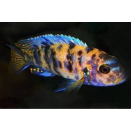 pseudotropheus zebra OB SM