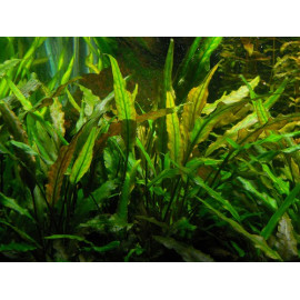 APONOGETON CRISPUS Tropica