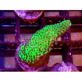 Acropora slime green