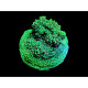 Montipora Antler green