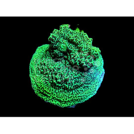 Montipora Antler green CITES: 21PTLX01057I