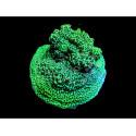 Montipora Antler green 