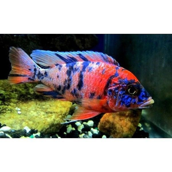 AULONOCARA CALICO RED NEON 4-5 cm