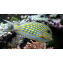 ACANTHURUS LINEATUS S