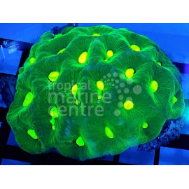 Goniastrea Neon Green eye ML CITES:21PTLX00500I