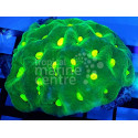 Goniastrea Neon Green eye ML 