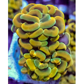 Euphyllia paraancora yellow gold