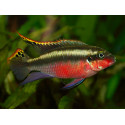 KRIBENSIS Super Red XL Pelvicachromis pulcher