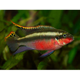 KRIBENSIS Super Red XL Pelvicachromis pulcher