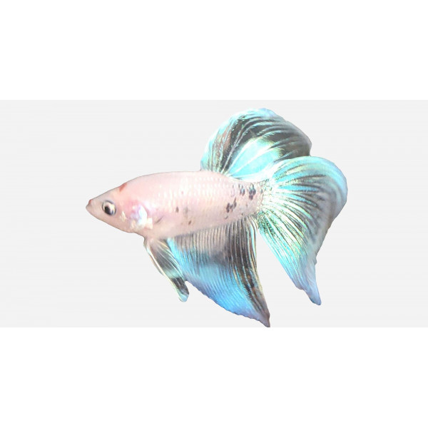 Betta macho super delta blanco neon