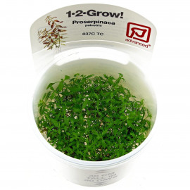 Proserpinaca palustris 1-2-Grow! in vitro tropica