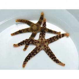 NARDOA STAR FISH COME ASTERINAS