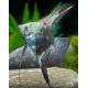 Escalar blue avatar M pterophyllum scalare