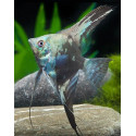 Escalar blue avatar M pterophyllum scalare