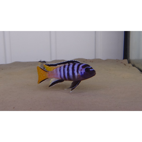 pseudotropheus elongatus mpanga L