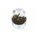 Cryptocoryne wendtii 'Mi Oya' 1-2-Grow! tropica