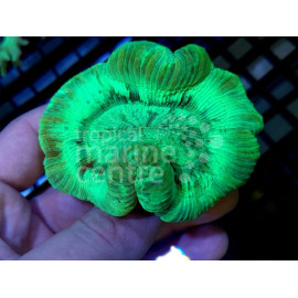 TRACHYPHYLLIA SPP GREEN AUSTRALIA CITES: 20NL283087/11