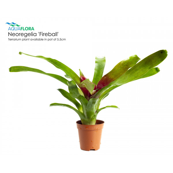 Neoregelia 'Fireball'