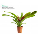 Neoregelia 'Fireball'