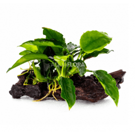 Anubia en tronco Aquaflora (15-20cm)