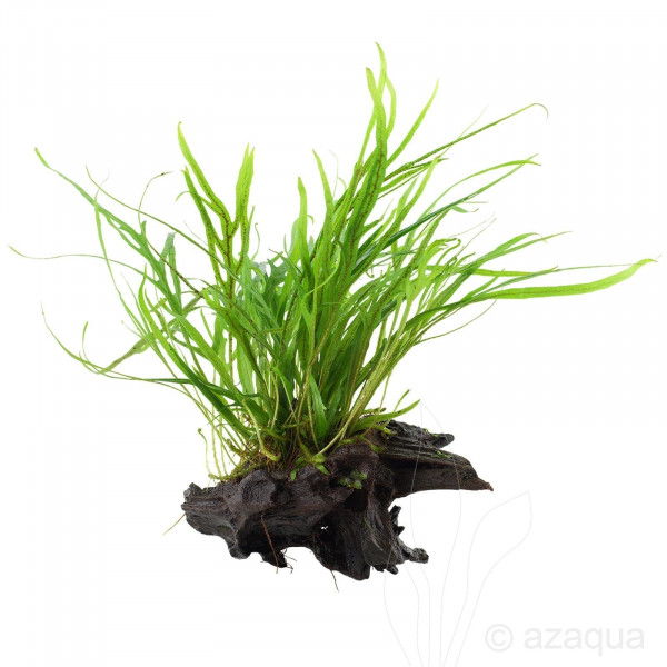 Microsorum en tronco Aquaflora (15-20 cm)