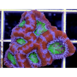 Acanthastrea candy esqueje