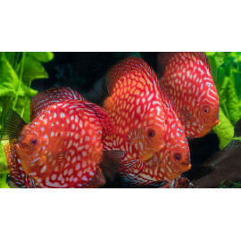 discus deluxe TX pigeon sangre Red L