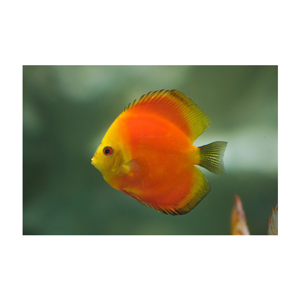 Discus deluxe Marlboro M