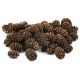 Piñas de aliso (Alder cones) 50 und (51115)