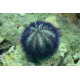 eriçó de mar Lytechinus variegatus