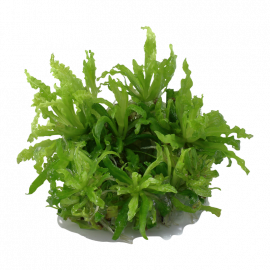 POGOSTEMON HELFERI 1-2-Grow! Tropica