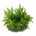 POGOSTEMON HELFERI 1-2-Grow! Tropica