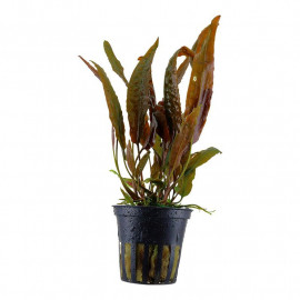 Cryptocoryne usteriana tropica