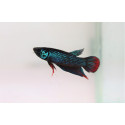 Betta Imbellis Southern Macho