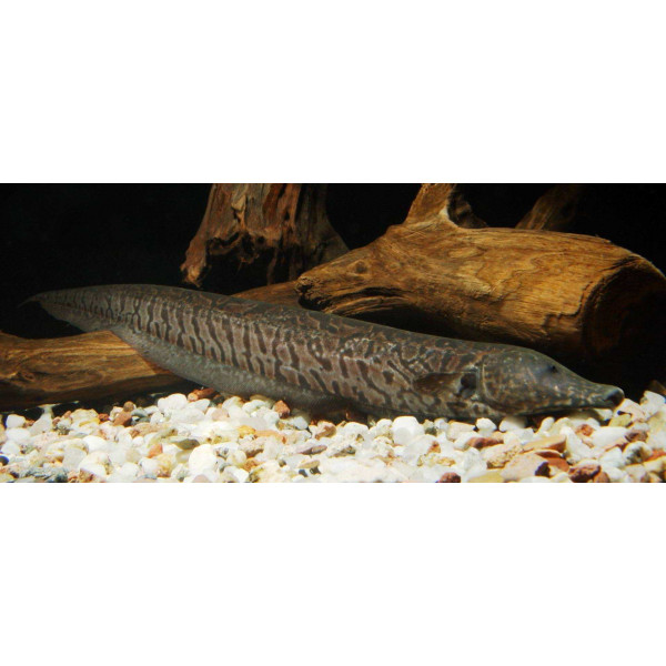 Rhamphichthys rostratus