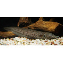 Rhamphichthys rostratus