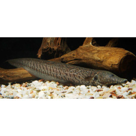 Rhamphichthys rostratus