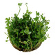 Marsilea hirsuta 1-2-Grow!