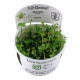 Marsilea hirsuta 1-2-Grow!