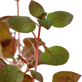 Ludwigia palustris 'Super Red' Tropica