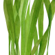 Vallisneria 'Asiatica' en cinta de plomo