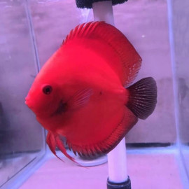 Discus Fire Red L Symphysodon aequifasciatus Discus Deluxe TX