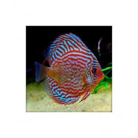 Discus Turquesa red High body Discus Deluxe TX