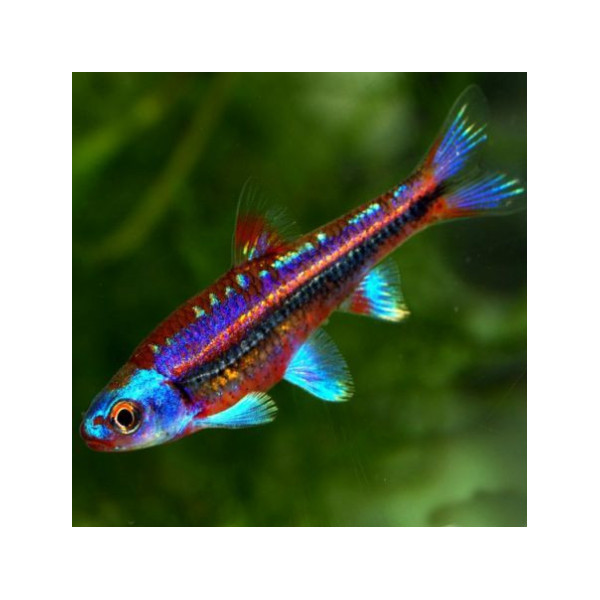 Barbo acoiris Notropis chrosomus