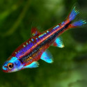 Barbo arcoiris Notropis chrosomus