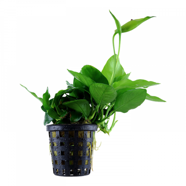 Anubias barteri var. nana 'Large' tropica