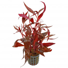 Alternanthera reineckii 'Rosaefolia aquaflora