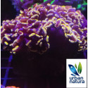 Euphyllia ancora gold pink L 