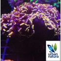 Euphyllia ancora gold pink L 