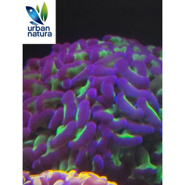 Euphyllia ancora two tones XL